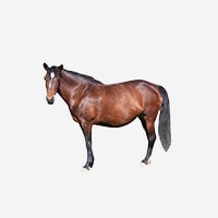 Hafling - protěžový pony