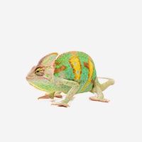 Madagaskarští hroznýši