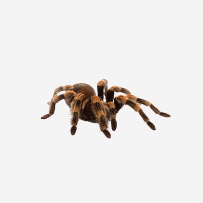 Rod Chaetopelma