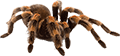 Strašilky