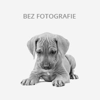 Německý boxer-štěňata s PP