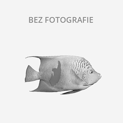 Prodám Skaláru amazonskou