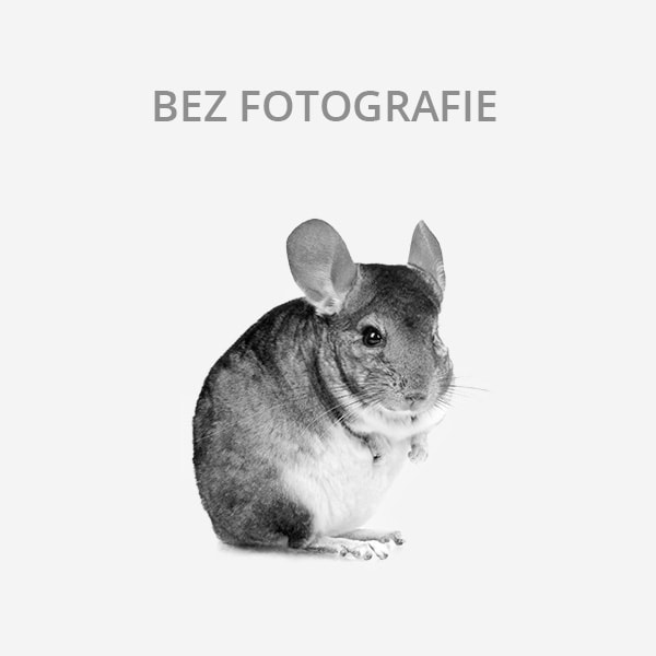 Koupím Potkana laboratorního (Bystřice nad Pernštejnem, okr. Žďár nad Sázavou)