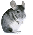 Mláďata pískomila