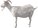 Valais black nose