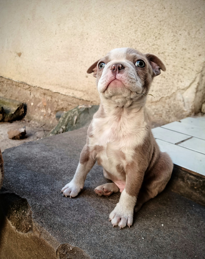 Je barevný boston skutečně bostonem?