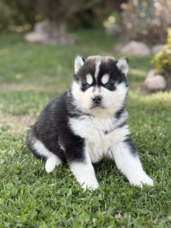 Sibiřský husky, chov krásných štěňat z Kennel Clubu/FCI.
