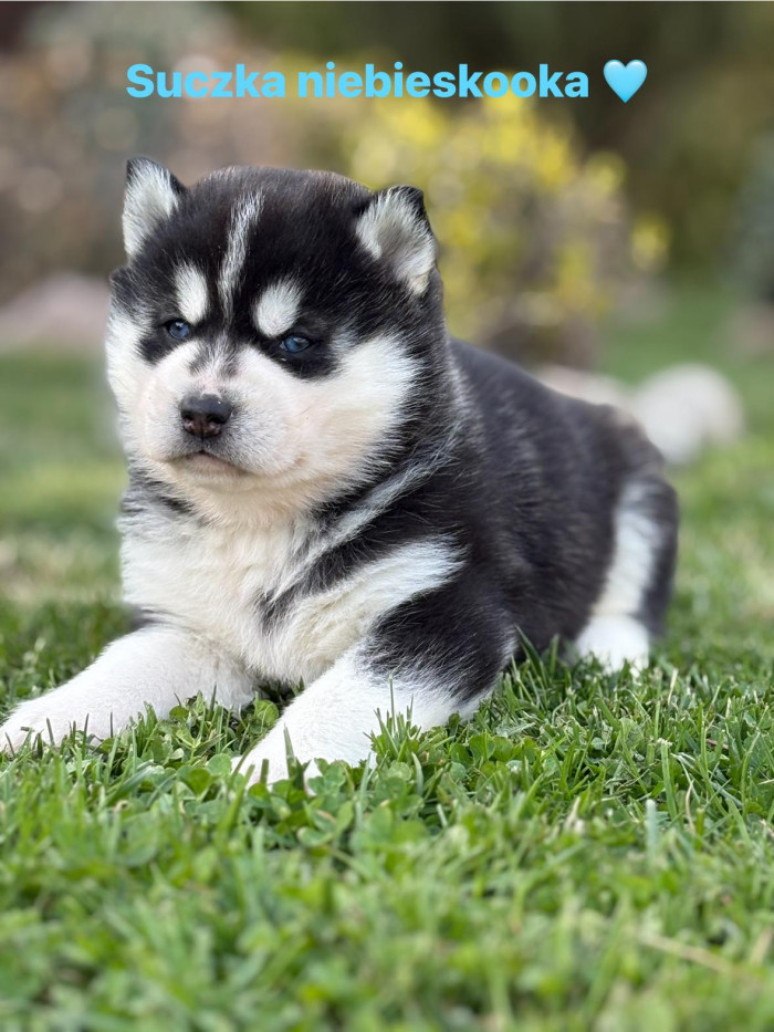 Sibiřský husky, chov krásných štěňat z Kennel Clubu/FCI.