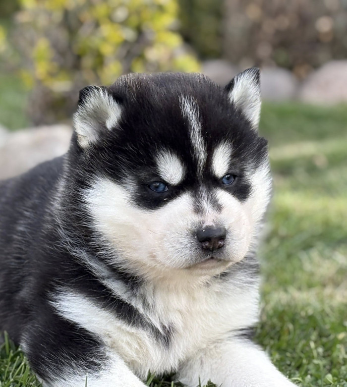 Sibiřský husky, chov krásných štěňat z Kennel Clubu/FCI.