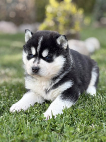 Sibiřský husky, chov krásných štěňat z Kennel Clubu/FCI.
