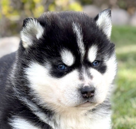 Sibiřský husky, chov krásných štěňat z Kennel Clubu/FCI.