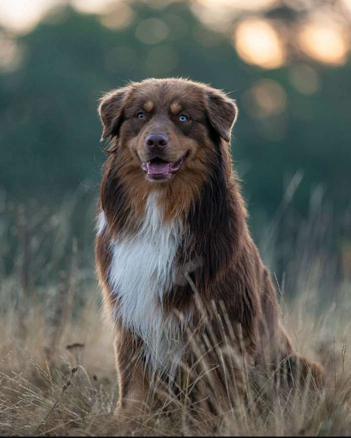 Toffi (Australský ovčák)
