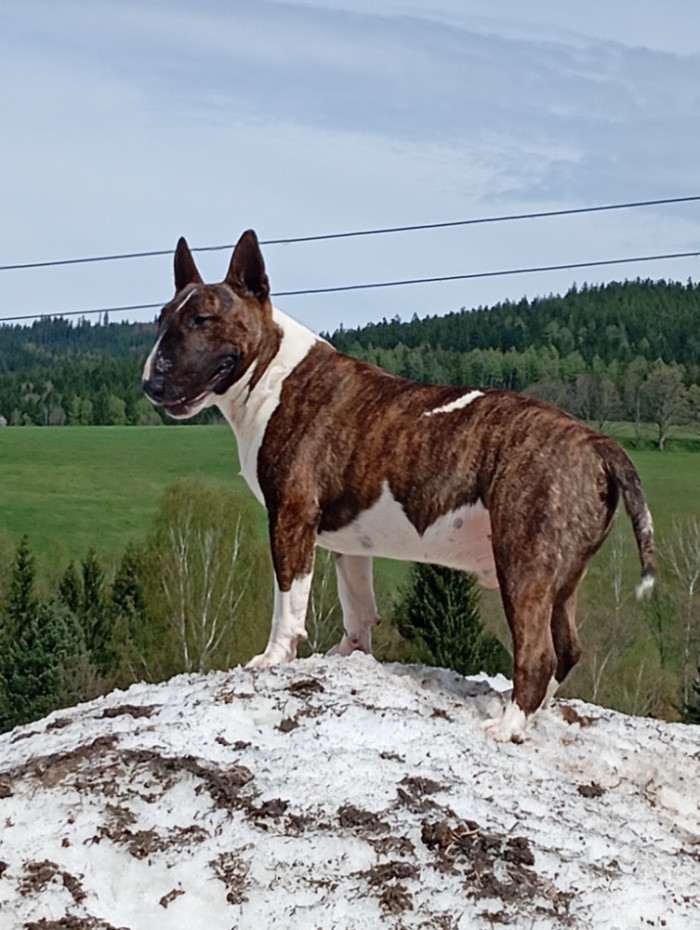 Apollo Tarantino Prague Bull (Bulteriér)