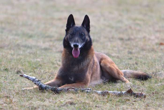 s.CIE.GrCh.EW. RODIN van de Vaardekenshoeve, NHAT, RO1 (Belgický ovčák Malinois)