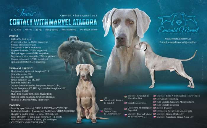 Contact with Marvel Atagora (Výmarský ohař)