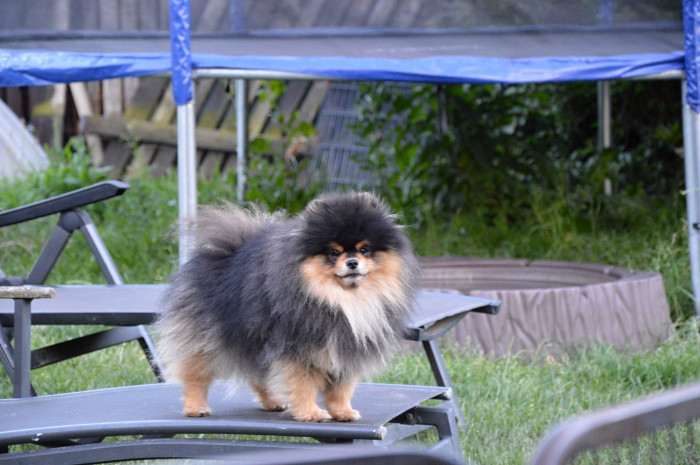 Ulysian Pom de Monamar (Pomeranian)