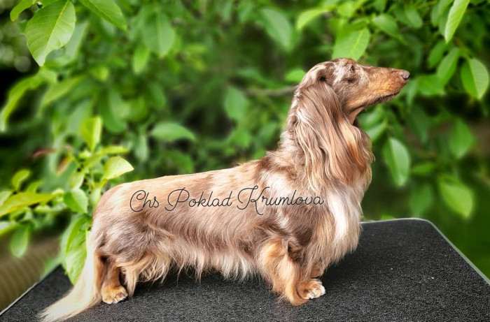 Onyx Gold Madeira (Jezevčík dlouhosrstý)