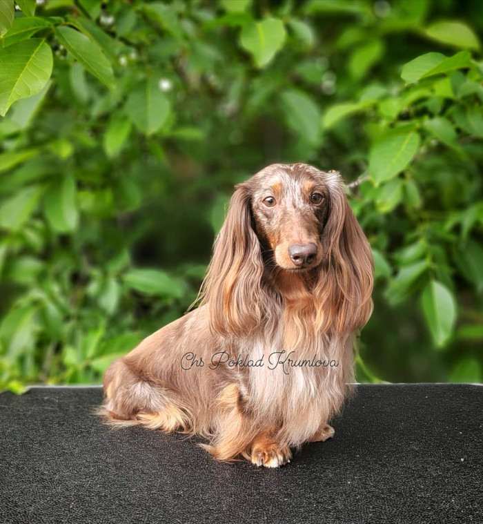 Onyx Gold Madeira (Jezevčík dlouhosrstý)