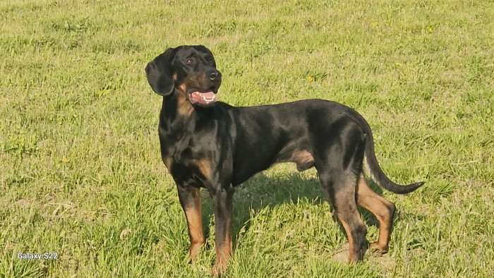 Adar z Adarova dvora (Polský honič)