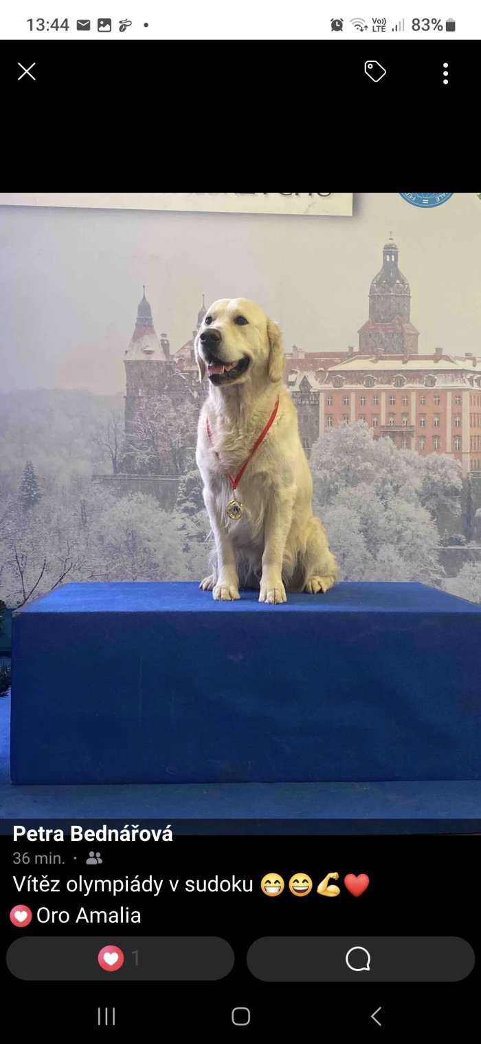 Balloe Oro Amalia (Zlatý retrívr)