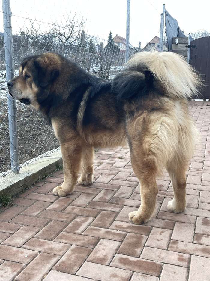 Arteon Ampo Grogs (Tibetská doga)