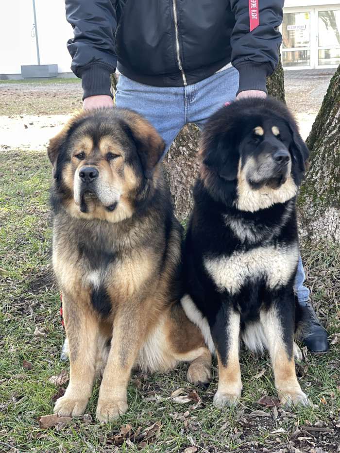 Arteon Ampo Grogs (Tibetská doga)