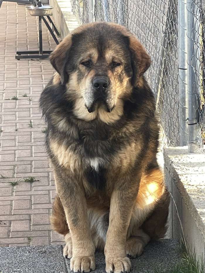 Arteon Ampo Grogs (Tibetská doga)