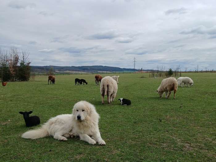 Estat Apaltasunez (Pyrenejský horský pes)