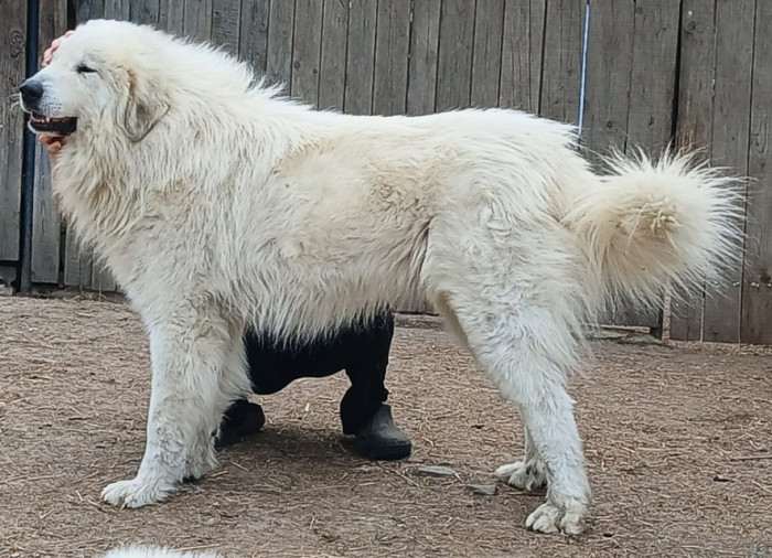 Estat Apaltasunez (Pyrenejský horský pes)