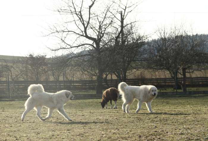 Estat Apaltasunez (Pyrenejský horský pes)