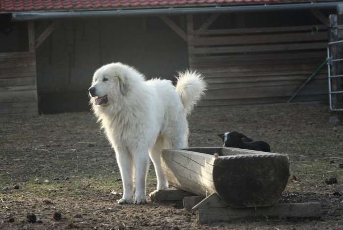 Estat Apaltasunez (Pyrenejský horský pes)