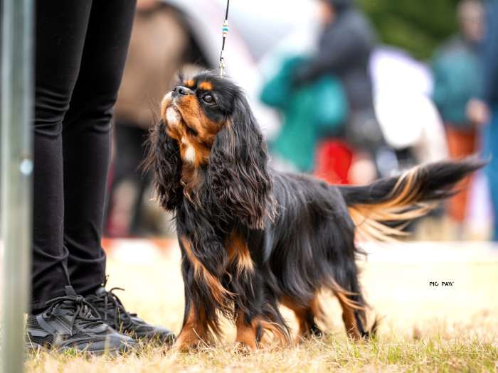 CUBA LIBRE Born for Royals (Kavalír king charles španěl)