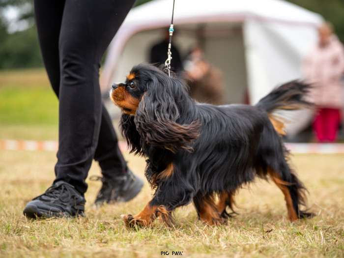 CUBA LIBRE Born for Royals (Kavalír king charles španěl)