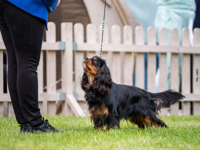 CUBA LIBRE Born for Royals (Kavalír king charles španěl)