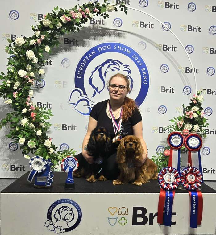 CUBA LIBRE Born for Royals (Kavalír king charles španěl)