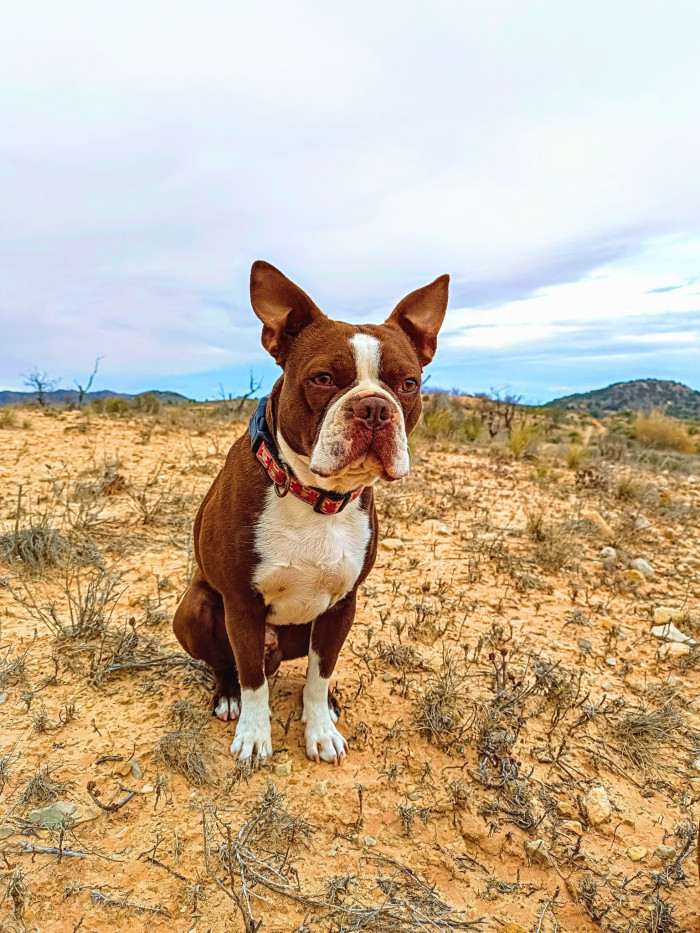 DS Burák for Bajer-Beneš (Bostonský teriér)