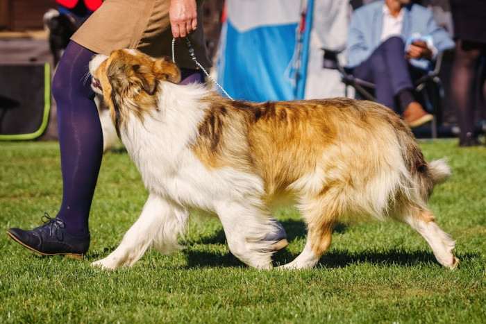 Sunset Sonny Hafkins (Border kolie)