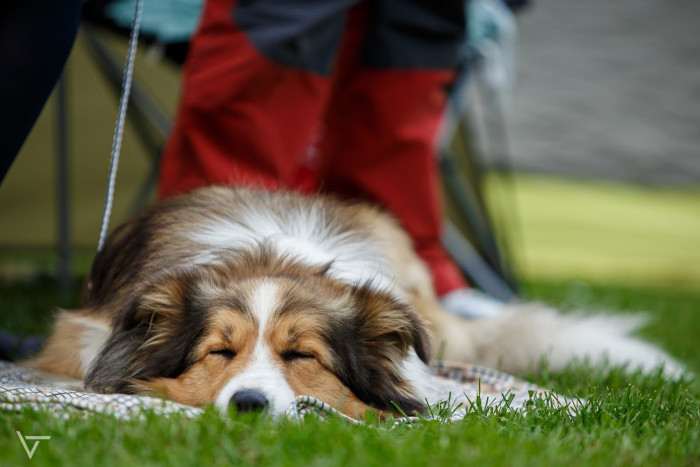 Sunset Sonny Hafkins (Border kolie)