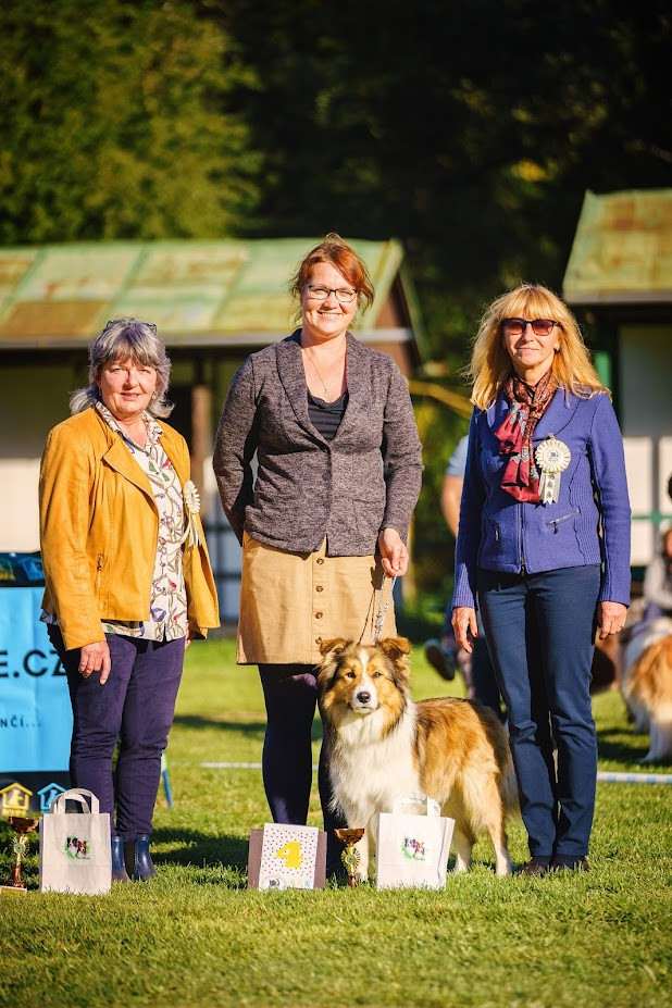 Sunset Sonny Hafkins (Border kolie)