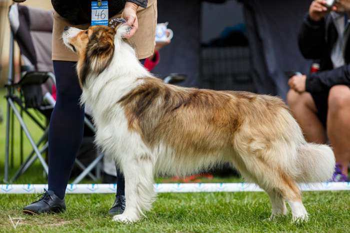 Sunset Sonny Hafkins (Border kolie)