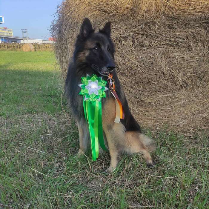 Boot Naiklen (Belgický ovčák Tervueren)