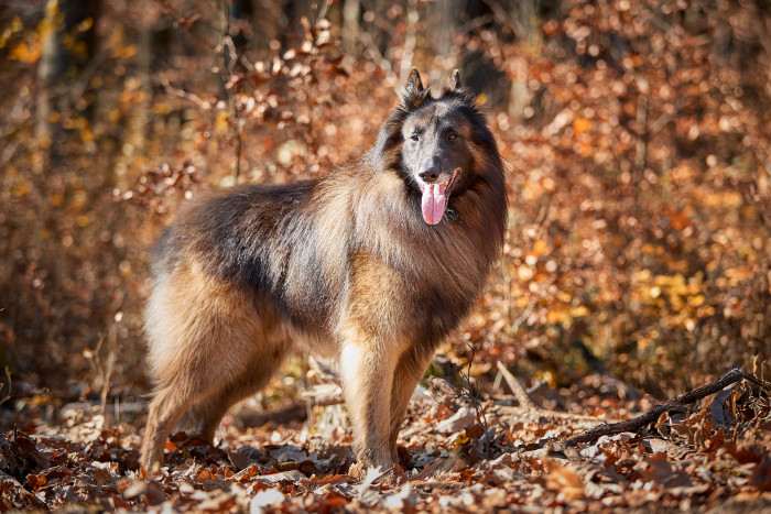 Boot Naiklen (Belgický ovčák Tervueren)