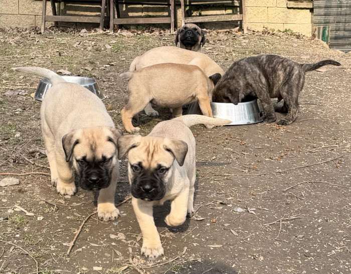 I BULLI DI PIANURA MR. TAMBOURINE MAN (Bulmastif)