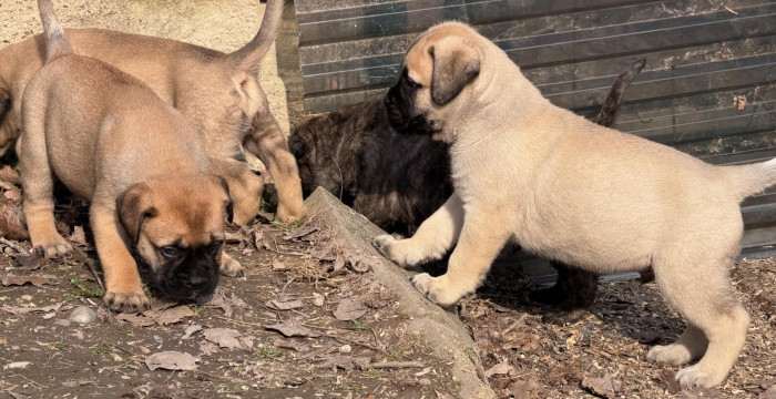 I BULLI DI PIANURA MR. TAMBOURINE MAN (Bulmastif)