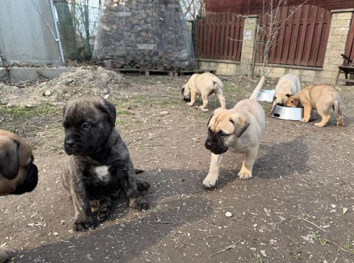 I BULLI DI PIANURA MR. TAMBOURINE MAN (Bulmastif)