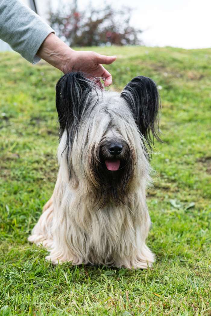 CZ CH Inquill Bohemia Čoko (Skajteriér)