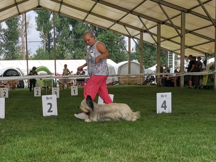 CZ CH Inquill Bohemia Čoko (Skajteriér)