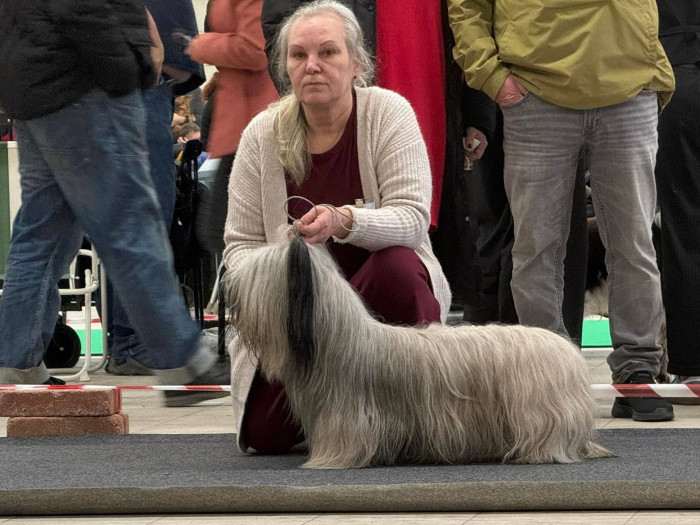 CZ CH Inquill Bohemia Čoko (Skajteriér)