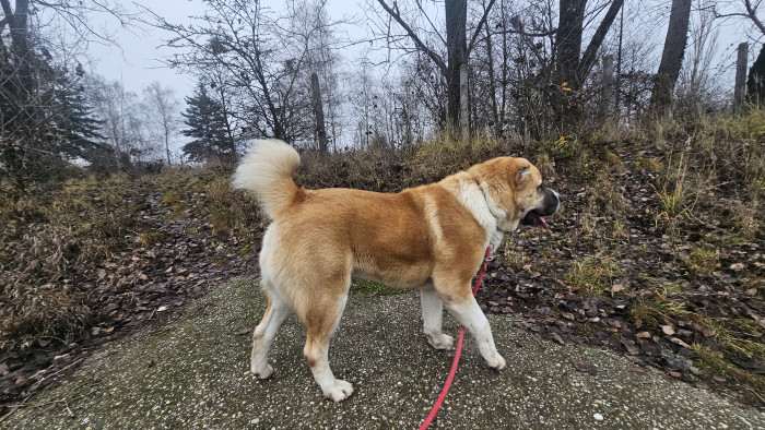 Palash (Středoasijský pastevecký pes)