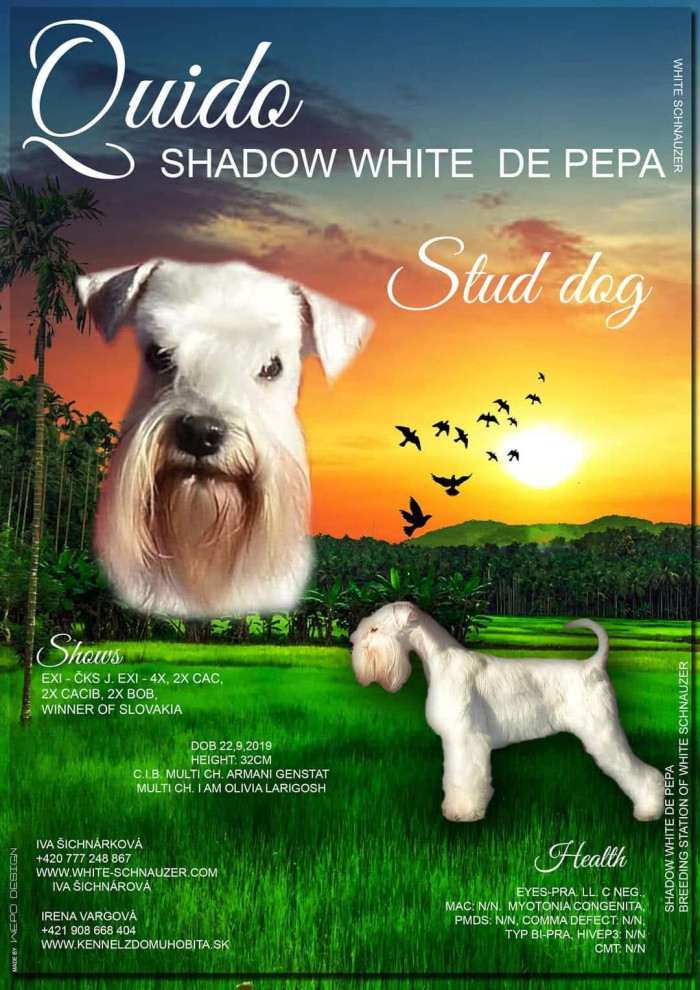 Quido Shadow White de Pepa (Knírač malý)